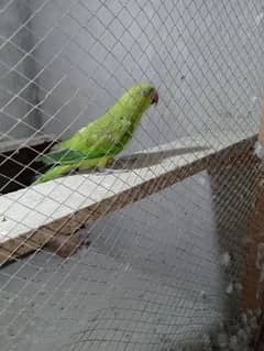 parrot female 0