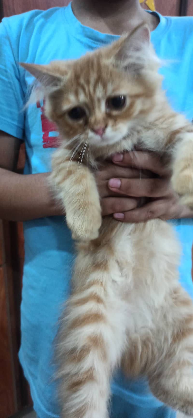 Pure Persian female kitten for sale 1