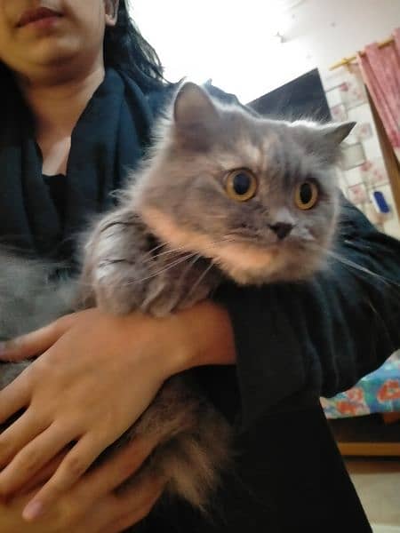kitten/cat/pets cat/Persian kittens/Persian 2