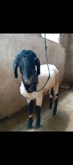 sheep for sale dumba