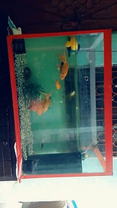 fish aquarium and fish