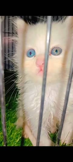 persian kitten triple cot odd eyes