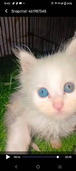 persian kitten triple cot odd eyes 3