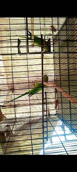 GREEN RINGNECK AGE 3 YEAR 1