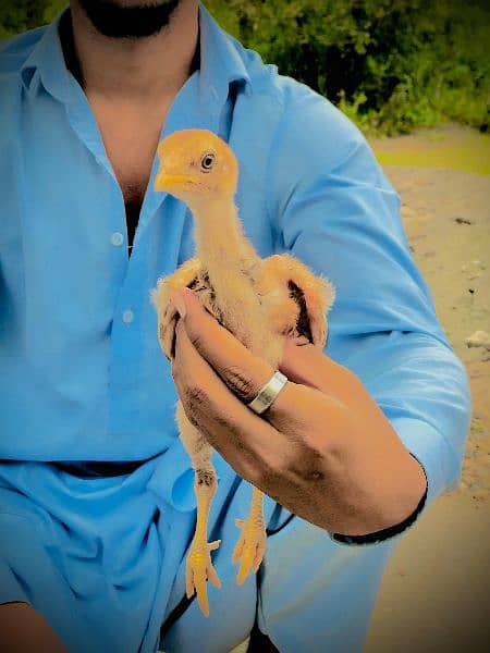 Pair (Hens) (Chicks) 7
