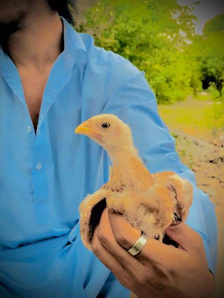 Pair (Hens) (Chicks) 14