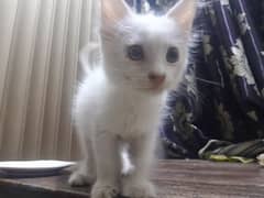 2 month age persian cat