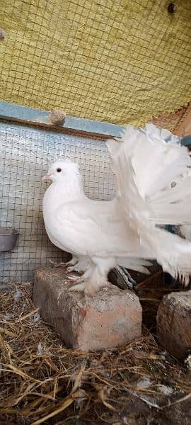 lucka breeder pair with eggs 8