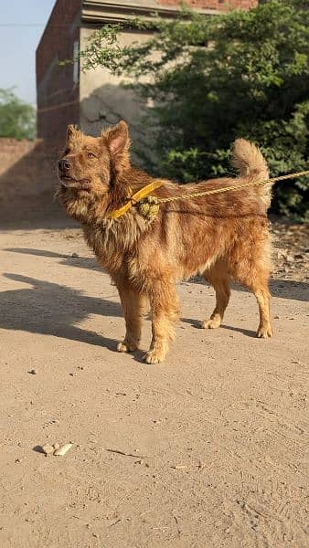 Dog Belgian shepherd 3