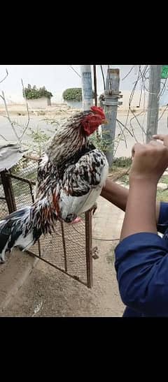 aseel murga 2 available or murgi 5 available sab home breed