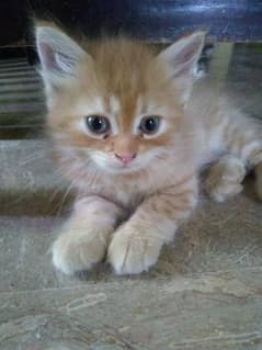 Ginger Persian Cat
