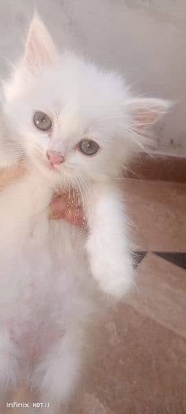 Persian female kitten 1