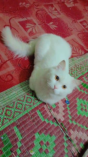 Persian cat 1