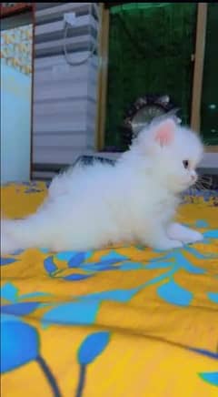 Persian cat