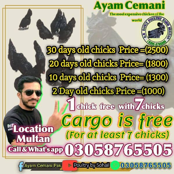 ayam Cemani eggs 0