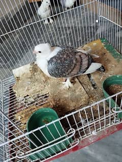 Pigeon For Sale with Cage