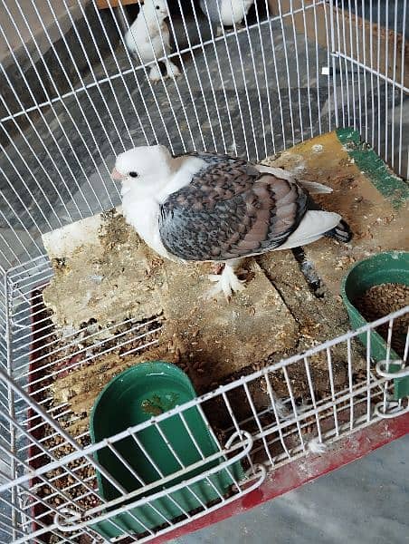 Pigeon For Sale with Cage 0