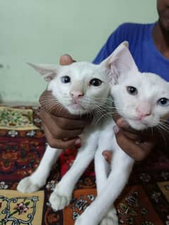 baby cat pair, have tow diffrent color eyes