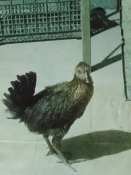 3 month old hen male 2