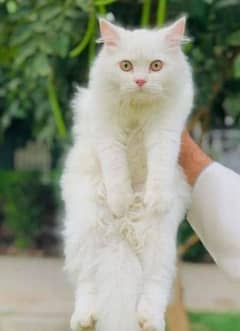 male cat for sale in wah cantt