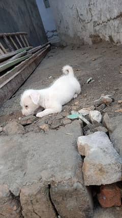 Chidru  Male pup