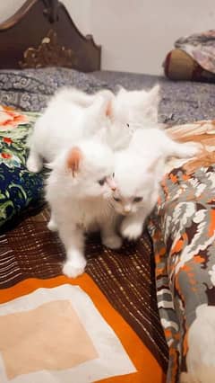 Persian White Kittens for sale.