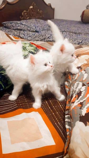 Persian White Kittens for sale. 1