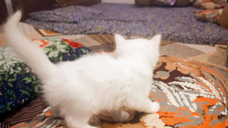 Persian White Kittens for sale. 2