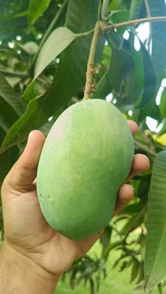 Anwarratol mangos multan best quality