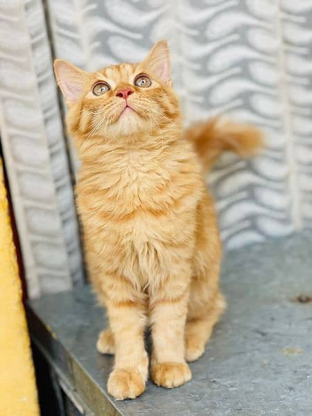 Persian Male kitten Double coated Litter Train healthy and play full 0