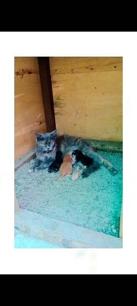 Persian cat and 3 baby's double coat grey colour 0