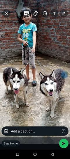 husky dog pair 0