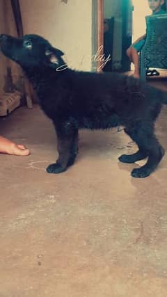 german shepherd puppy black and black and tan