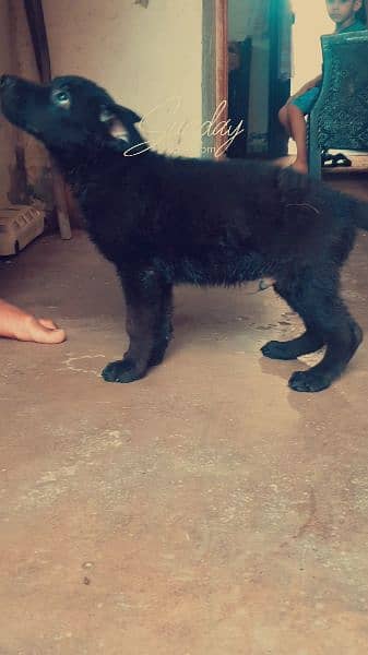 german shepherd puppy black and black and tan 0