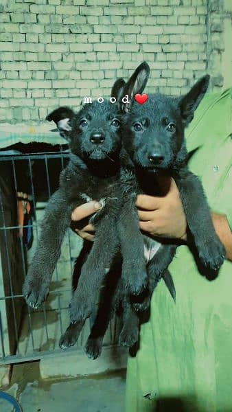 german shepherd puppy black and black and tan 2