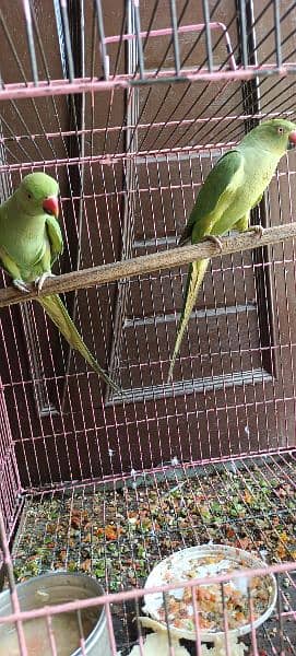 parrot pair for sale 0