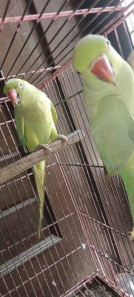 parrot pair for sale 1