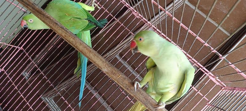 parrot pair for sale 2