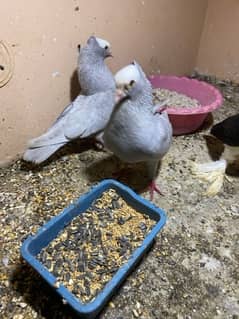 Grey mukhi breeder pair