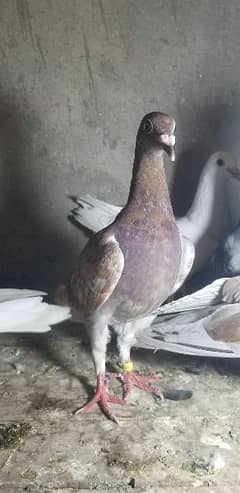 qasid pigeons.   fancy pigeons.   pigeon