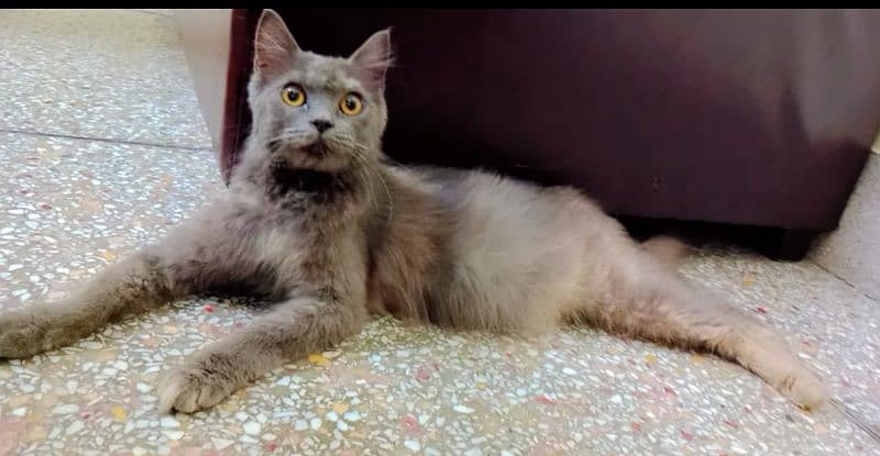 Persian cat and 3 baby's double coat grey colour 2