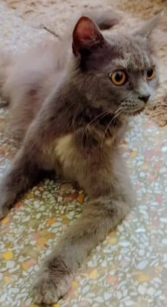 Persian cat and 3 baby's double coat grey colour 4