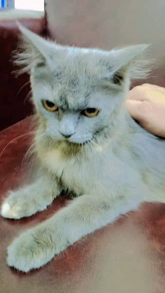 Persian cat and 3 baby's double coat grey colour 6