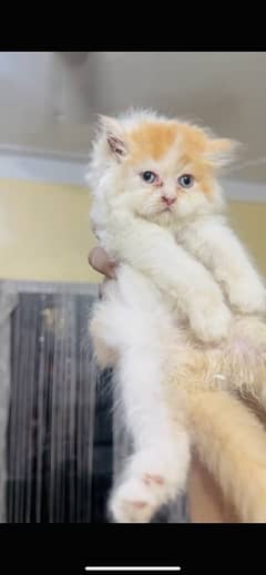 persian top  quality kitten