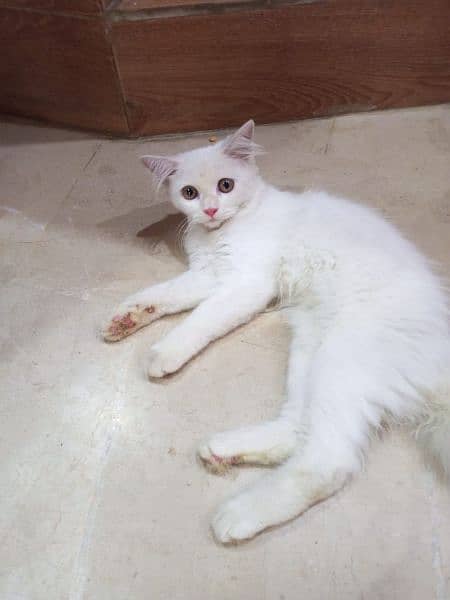 6 month old Persian cat 0