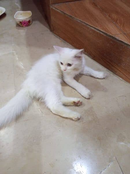 6 month old Persian cat 2