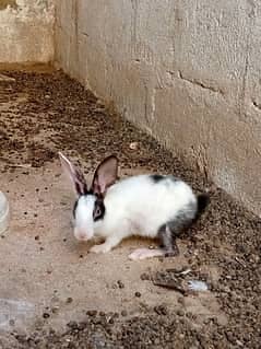 Rabbits for sale 1