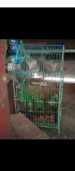 best age for hand tame green chick talking parrot bolny wala tootay