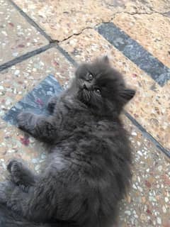 Thriple coated Persian Female kitten