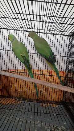 Pair of green porrot for sale